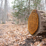 The acrylic pieces of cross-sections of a log against the cross section of an actual log