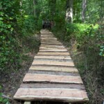 A group of people standing on a finished boardwalk in a forest.